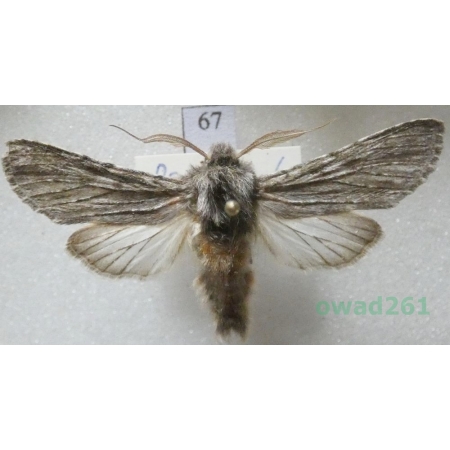 Dicranura ulmi (Denis & Schiffermüller, 1775) male Slovakia67